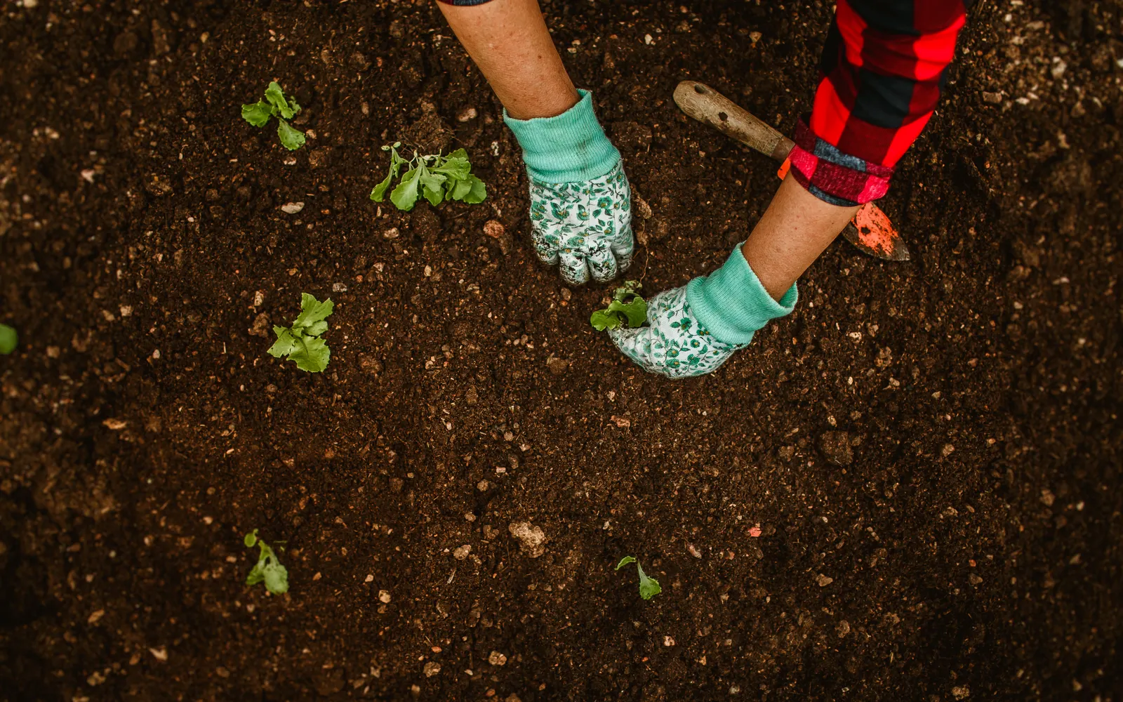 Mains gantées plantant de jeunes pousses dans la terre d'un potager