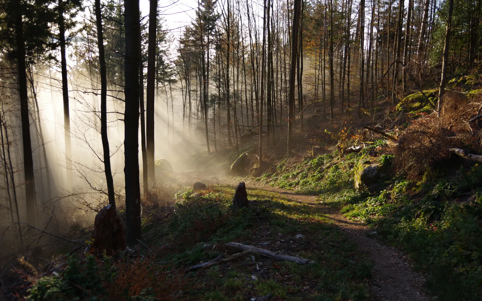 Sentier forestier traversé par des rayons de soleil dans la brume du matin